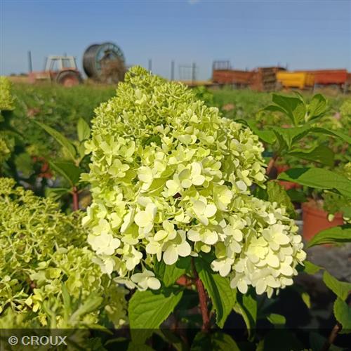 HYDRANGEA paniculata 'Diamantino®'