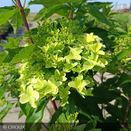 HYDRANGEA paniculata 'Metalica®'