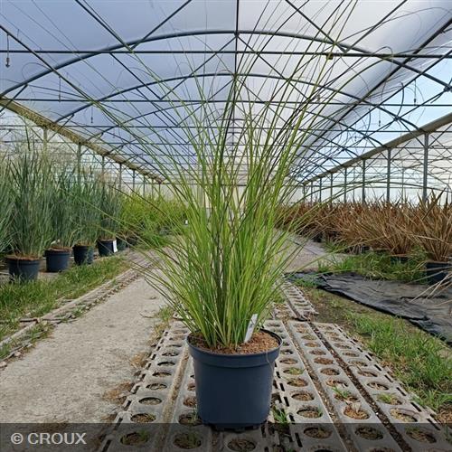 MISCANTHUS sinensis 'Adagio'
