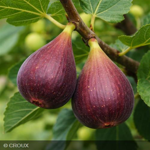 FICUS carica 'Brown Turkey'