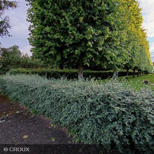 COTONEASTER franchetii