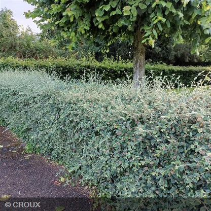 COTONEASTER franchetii