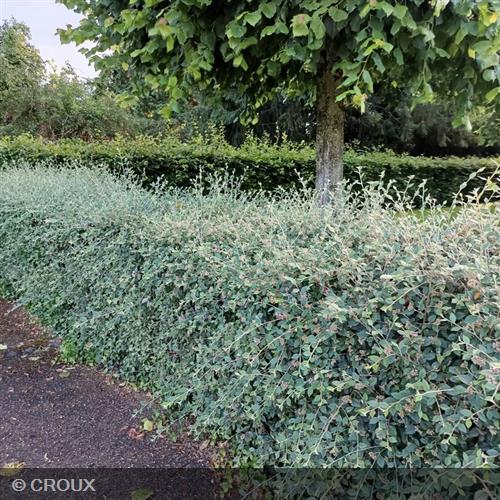 COTONEASTER franchetii