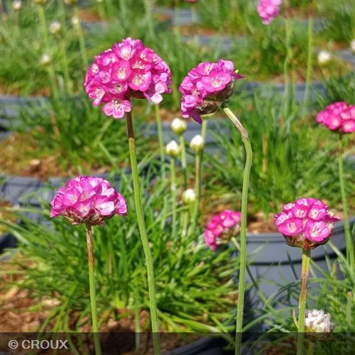 ARMERIA maritima 'Splendens'