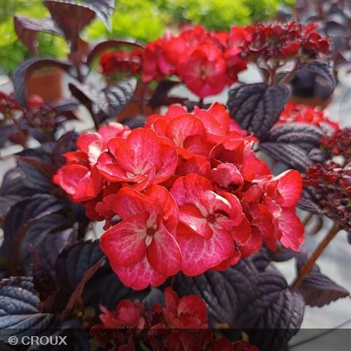 HYDRANGEA macrophylla x serrata 'Black Velvet®'