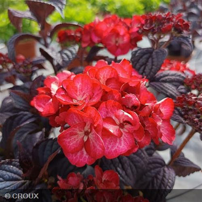 HYDRANGEA macrophylla x serrata 'Black Velvet®'
