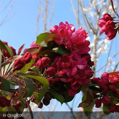 MALUS centurion® 'Centzam'