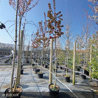 MALUS centurion® 'Centzam'