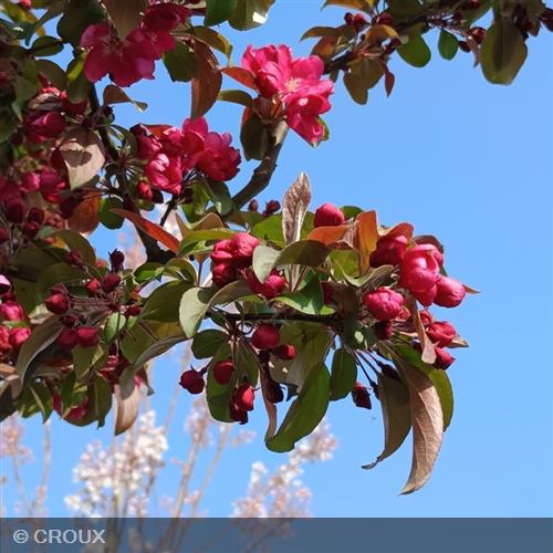 MALUS centurion® 'Centzam'