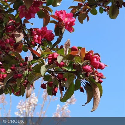 MALUS centurion® 'Centzam'