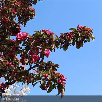 MALUS centurion® 'Centzam'
