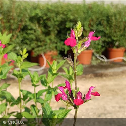 SALVIA microphylla 'Cerro Potosi'