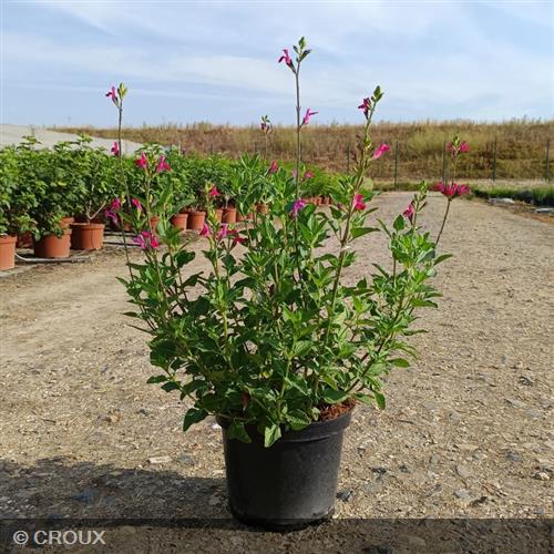SALVIA microphylla 'Cerro Potosi'