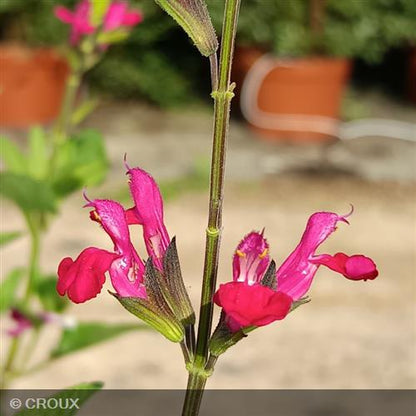 SALVIA microphylla 'Cerro Potosi'