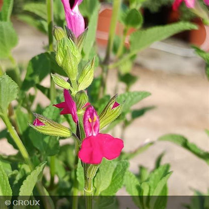 SALVIA microphylla 'Cerro Potosi'