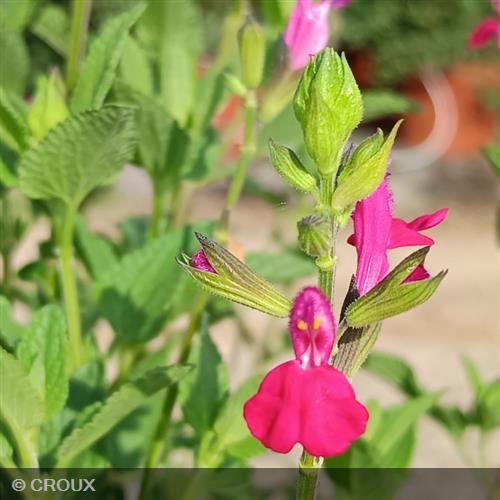 SALVIA microphylla 'Cerro Potosi'
