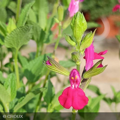 SALVIA microphylla 'Cerro Potosi'
