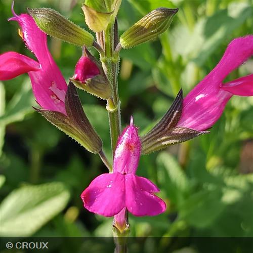 SALVIA microphylla 'Cerro Potosi'