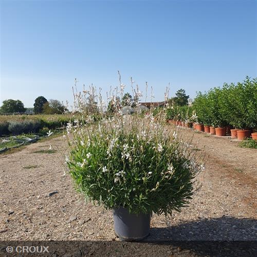 GAURA lindheimeri 'Steffi® White'