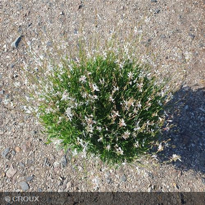 GAURA lindheimeri 'Steffi® White'