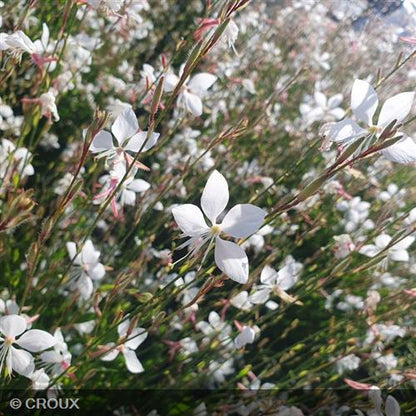 GAURA lindheimeri 'Steffi® White'