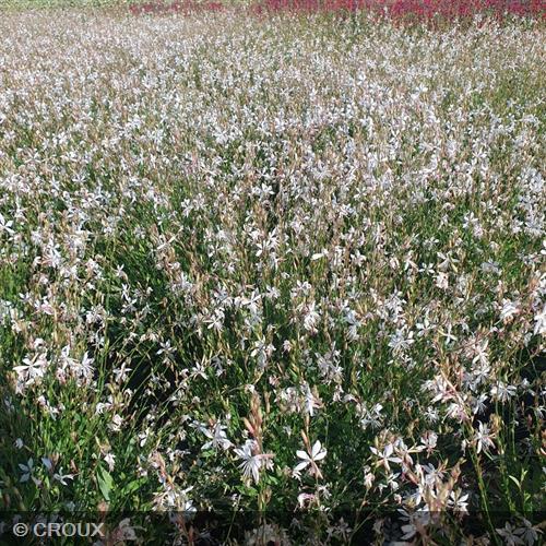 GAURA lindheimeri 'Steffi® White'