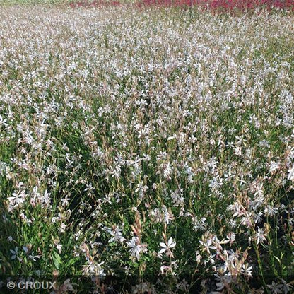 GAURA lindheimeri 'Steffi® White'