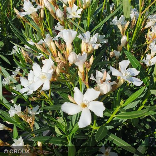 NERIUM oleander 'Evolution® Blanc'