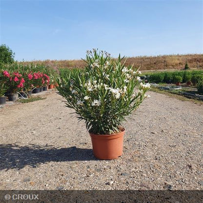NERIUM oleander 'Evolution® Blanc'