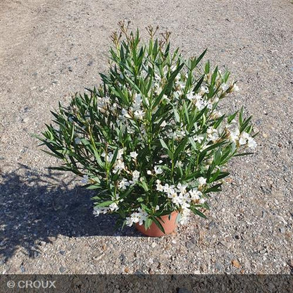 NERIUM oleander 'Evolution® Blanc'