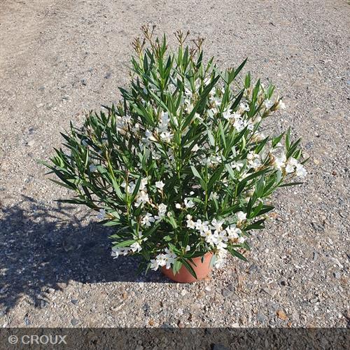 NERIUM oleander 'Evolution® Blanc'