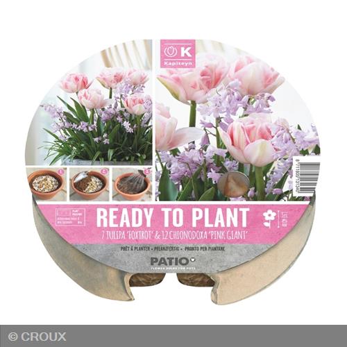 KIT PRÊT A PLANTER Tulipa 'Foxtrot' & Chionodoxa 'Pink Giant'