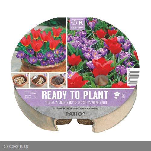 KIT PRÊT A PLANTER Tulipa ‘Scarlet baby’ & Crocus ‘Vernus Blue’