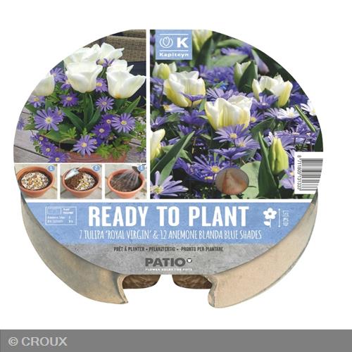 KIT PRÊT A PLANTER Tulipa 'Royal Virgin' & Anemone 'Blanda Blue Shades'