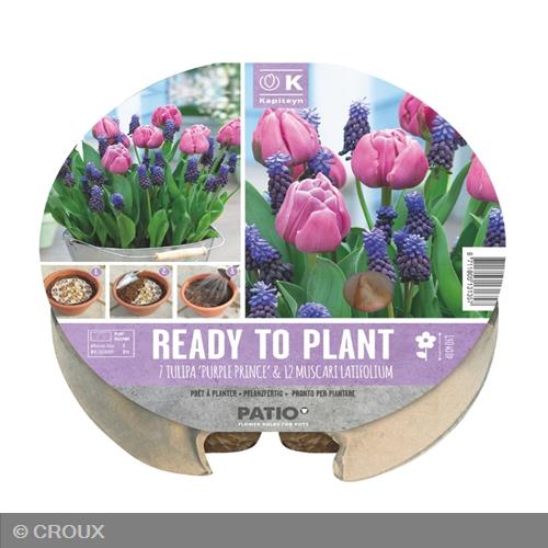 KIT PRÊT A PLANTER Tulipa 'Purple Prince' & Muscari 'Latifolium'