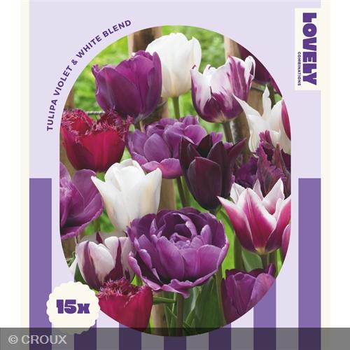 MIX TULIPA VIOLET & WHITE BLEND Violet & white blend