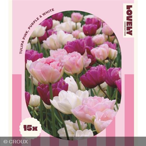 MIX TULIPA PINK, PURPLE, WHITE Pink, purple & white