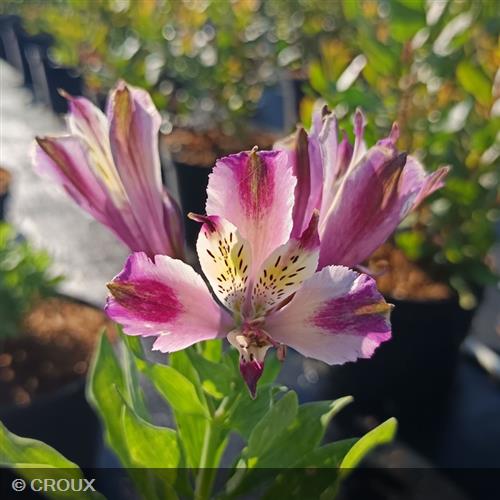 ALSTROEMERIA  Duchesse d'Anjou 'Valentine®'