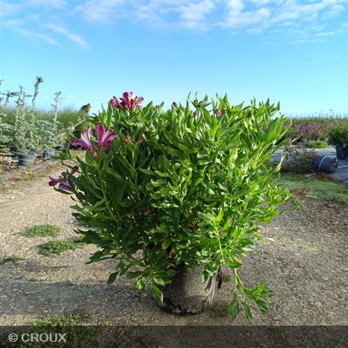 ALSTROEMERIA  Duchesse d'Anjou 'Valentine®'