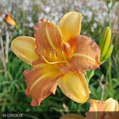 HEMEROCALLIS  'Everydaylily Punch Yellow®'