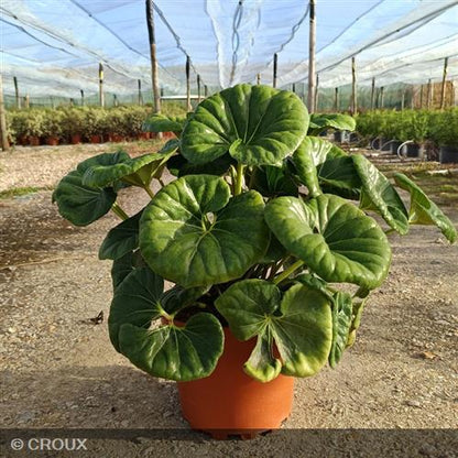 FARFUGIUM japonicum 'Giganteum'