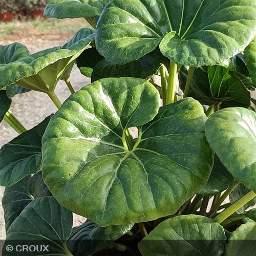 FARFUGIUM japonicum 'Giganteum'