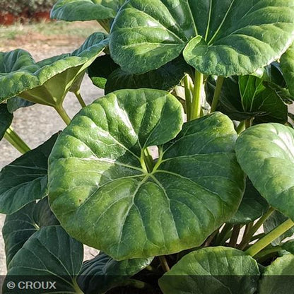 FARFUGIUM japonicum 'Giganteum'