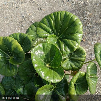 FARFUGIUM japonicum 'Giganteum'